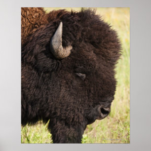 USA, Süddakota, amerikanisches Bison (Bison bison) Poster