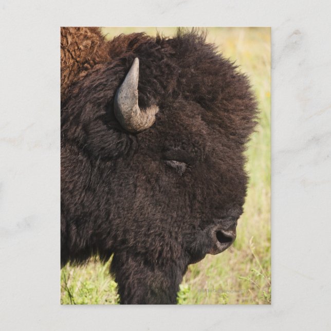 USA, Süddakota, amerikanisches Bison (Bison bison) Postkarte (Vorderseite)