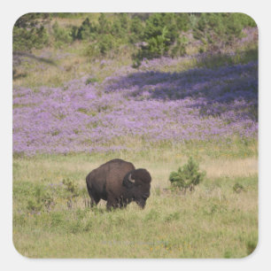 USA, Süddakota, amerikanisches Bison (Bison bison) Quadratischer Aufkleber