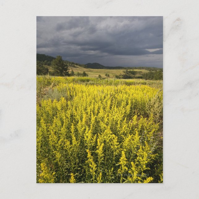 USA, Süddakota, Blume und Sturm Postkarte (Vorderseite)