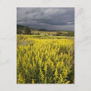 USA, Süddakota, Blume und Sturm Postkarte