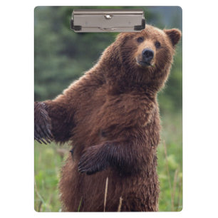 USA, Südost-Alaska, Brown Bear and cub Klemmbrett