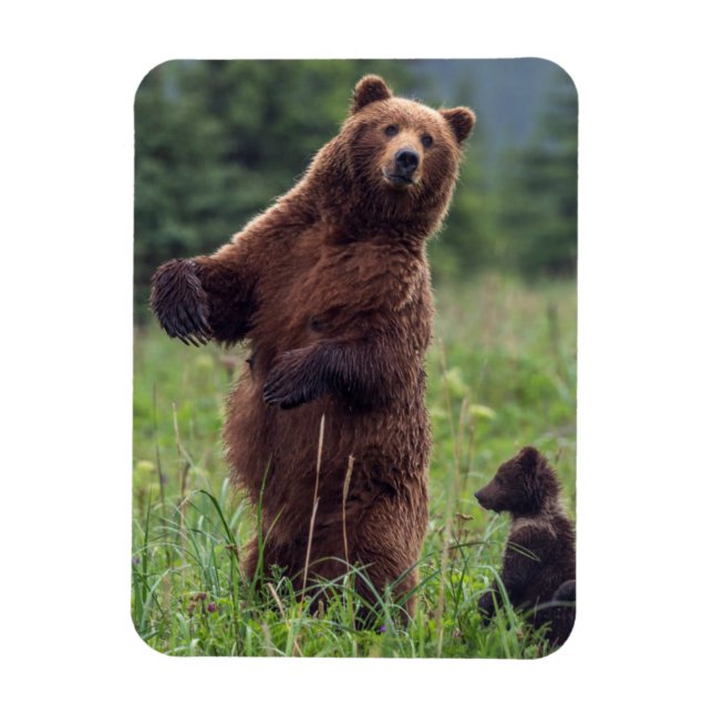 USA, Südost-Alaska, Brown Bear and cub Magnet (Vertikal)