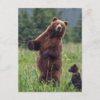 USA, Südost-Alaska, Brown Bear and cub