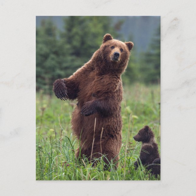 USA, Südost-Alaska, Brown Bear and cub Postkarte (Vorderseite)