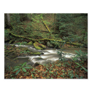USA, Tennessee. Big South Fork National River Fotodruck