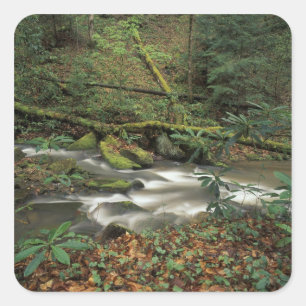 USA, Tennessee. Big South Fork National River Quadratischer Aufkleber