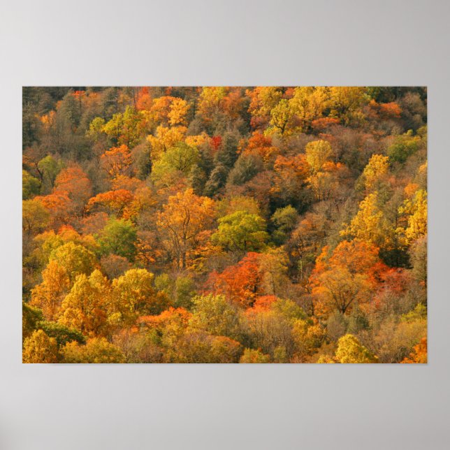 USA, Tennessee. Fall Foliage 2 Poster (Vorne)