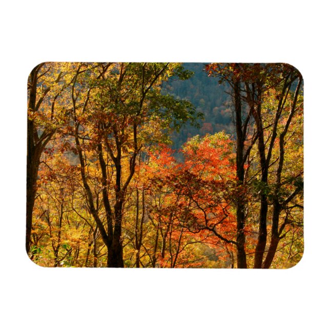 USA, Tennessee. Fall Foliage Magnet (Horizontal)