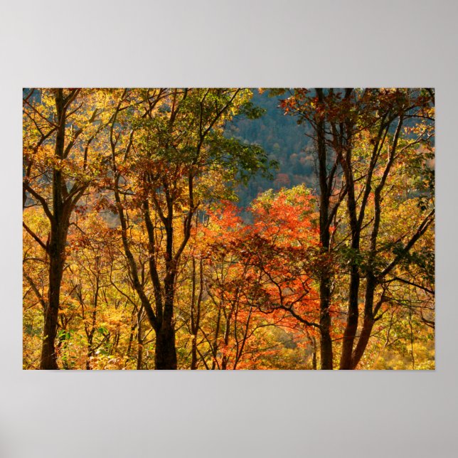 USA, Tennessee. Fall Foliage Poster (Vorne)