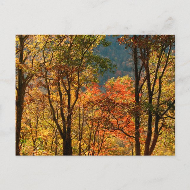 USA, Tennessee. Fall Foliage Postkarte (Vorderseite)