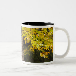 USA, Tennessee, Gatlinburg. Great Smoky Zweifarbige Tasse