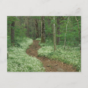 USA, Tennessee, Great Smoky Mountains, NP, 3 Postkarte