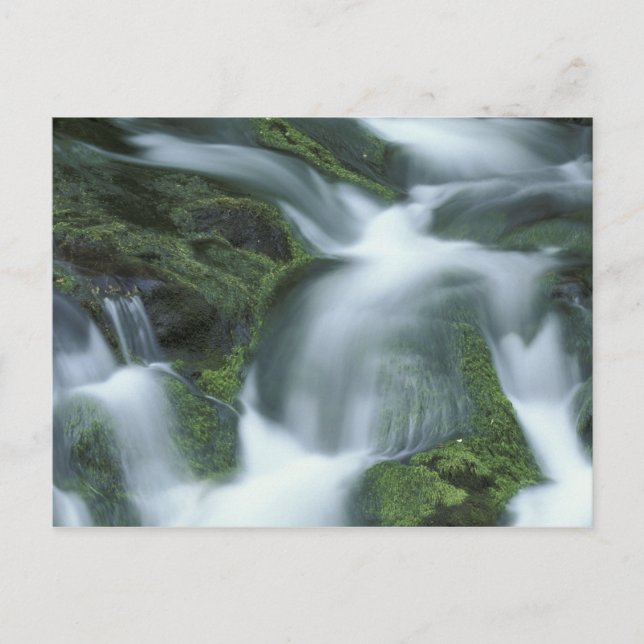 USA, Tennessee, Great Smoky Mountains NP. Postkarte (Vorderseite)