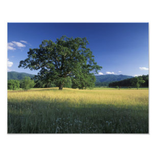 USA, Tennessee. Große Smokey-Berge Fotodruck