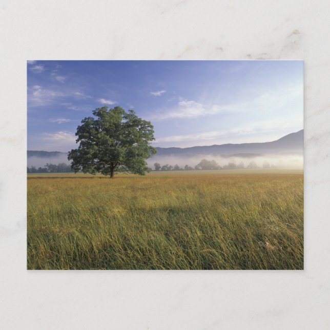 USA, Tennessee. Große Smokey-Berge Postkarte (Vorderseite)