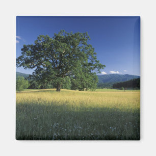 USA, Tennessee. Große Smokey Mountains 3 Magnet