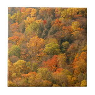 USA, Tennessee. Herbstlaub 2 Fliese