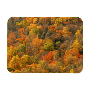 USA, Tennessee. Herbstlaub 2 Magnet