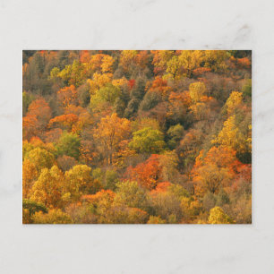 USA, Tennessee. Herbstlaub 2 Postkarte