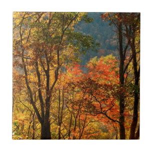 USA, Tennessee. Herbstlaub Fliese