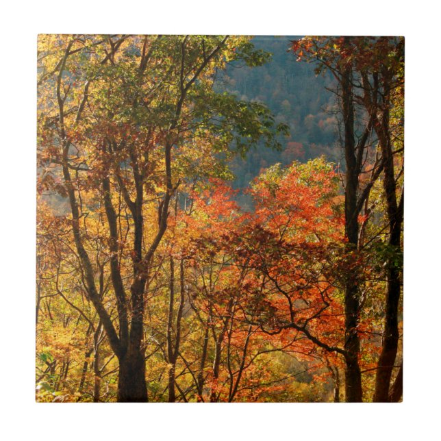 USA, Tennessee. Herbstlaub Fliese (Vorderseite)