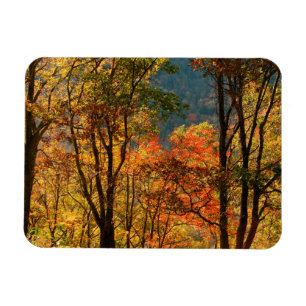 USA, Tennessee. Herbstlaub Magnet