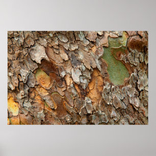 USA, Tennessee, Nah von Rinde auf einem Baum Poster