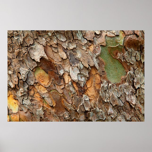 USA, Tennessee, Nah von Rinde auf einem Baum Poster (Vorne)