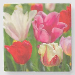 USA, Tennessee, Nashville Steinuntersetzer