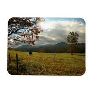 USA, Tennessee. Pferde im Cades Cove Tal Magnet