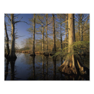 USA, Tennessee. Reelfoot National Wildlife Fotodruck