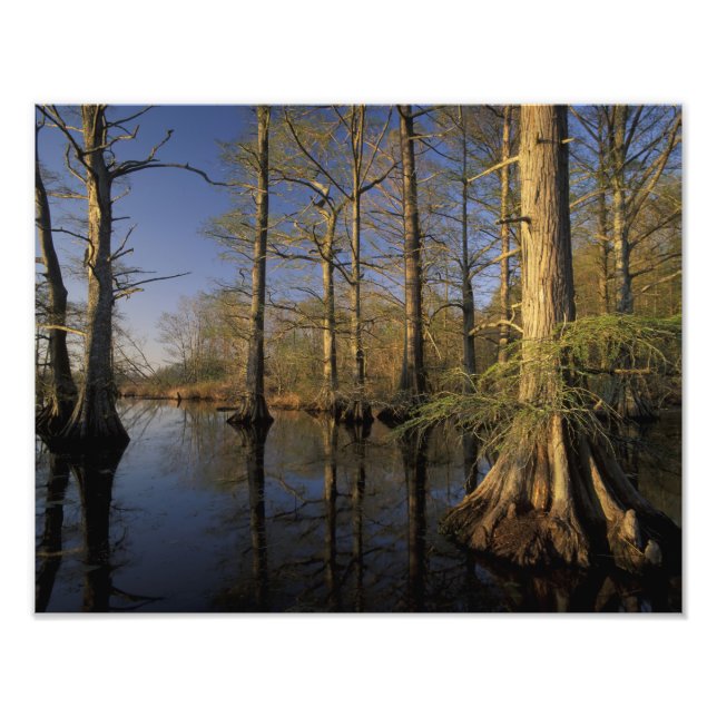 USA, Tennessee. Reelfoot National Wildlife Fotodruck (Vorne)