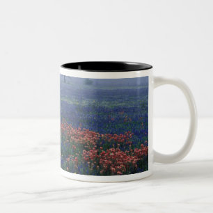 USA, Texas, bei Lytle Fog, Eichen, blaue Hauben Zweifarbige Tasse