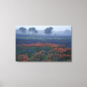 USA, Texas, bei Lytle Nebel, Eichen, blaue Hauben Leinwanddruck