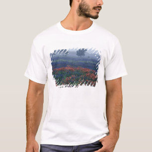 USA, Texas, bei Lytle Nebel, Eichen, blaue Hauben T-Shirt