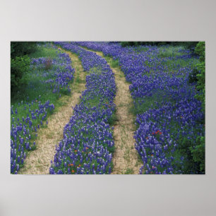 USA, Texas, bei Marble Falls, Tracks in blue Poster