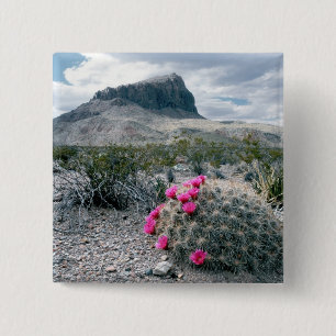 USA, Texas, Big Bend National Park.Blühen Button