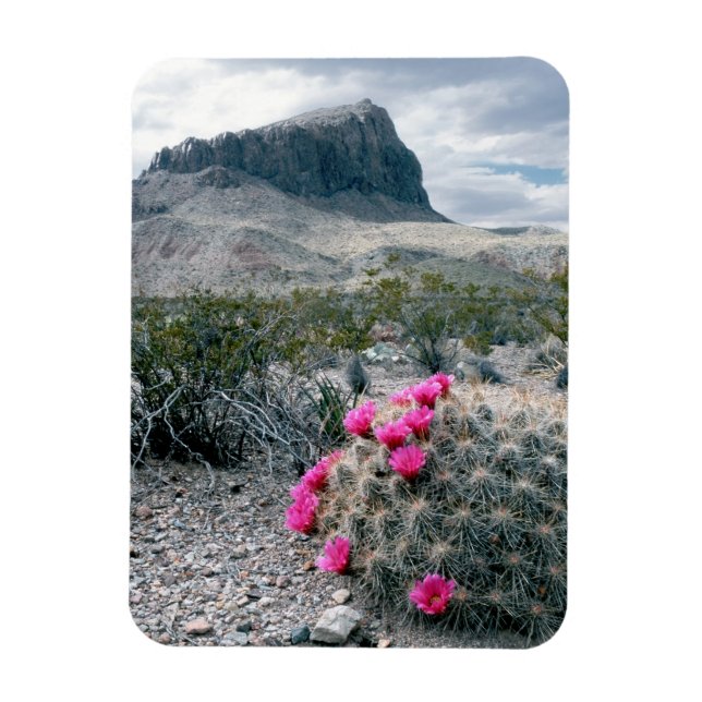 USA, Texas, Big Bend National Park. Blühen Magnet (Vertikal)