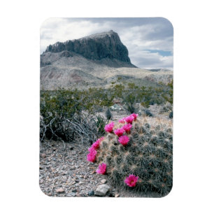 USA, Texas, Big Bend Nationalpark. Blüht Magnet