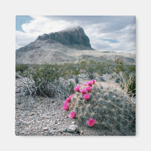 USA, Texas, Big Bend Nationalpark. Blütenpracht Magnet