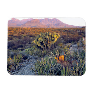 USA, Texas, Big Bend NP. Ein sandiger rosa Abend Magnet