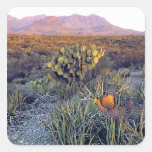 USA, Texas, Big Bend NP. Ein sandiger rosa Abend Quadratischer Aufkleber