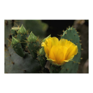 USA, Texas, blühender Feigenkaktus. Fotodruck