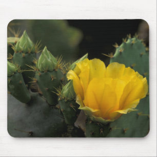 USA, Texas, blühender Feigenkaktus. Mousepad