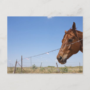 USA, Texas, Chillicothe, Pferd steht neben Postkarte