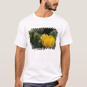 USA, Texas, Feigenkaktus in Blüte. T-Shirt