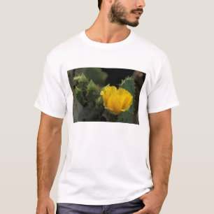 USA, Texas, Feigenkaktus in Blüte. T-Shirt