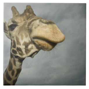 USA, Texas, Fossil Rim Wildlife Area, Giraffe Fliese