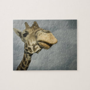 USA, Texas, Fossil Rim Wildlife Area, Giraffe Puzzle
